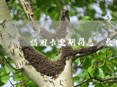 信用卡逾期罚息 最低 信用卡逾期罚息 最低